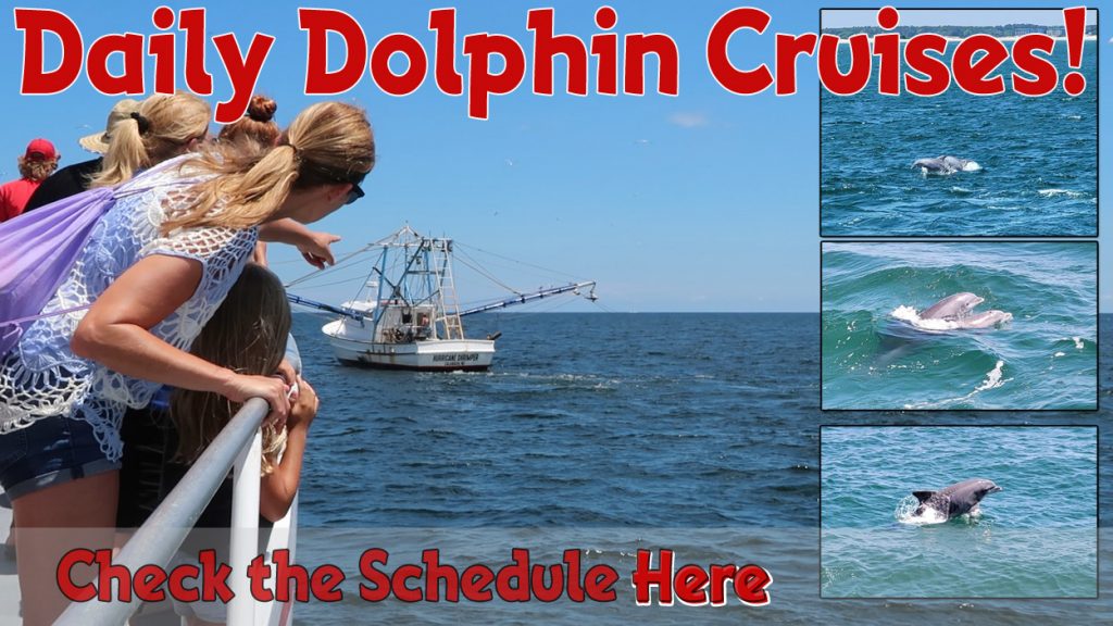 Dolphin Cruise Myrtle Beach